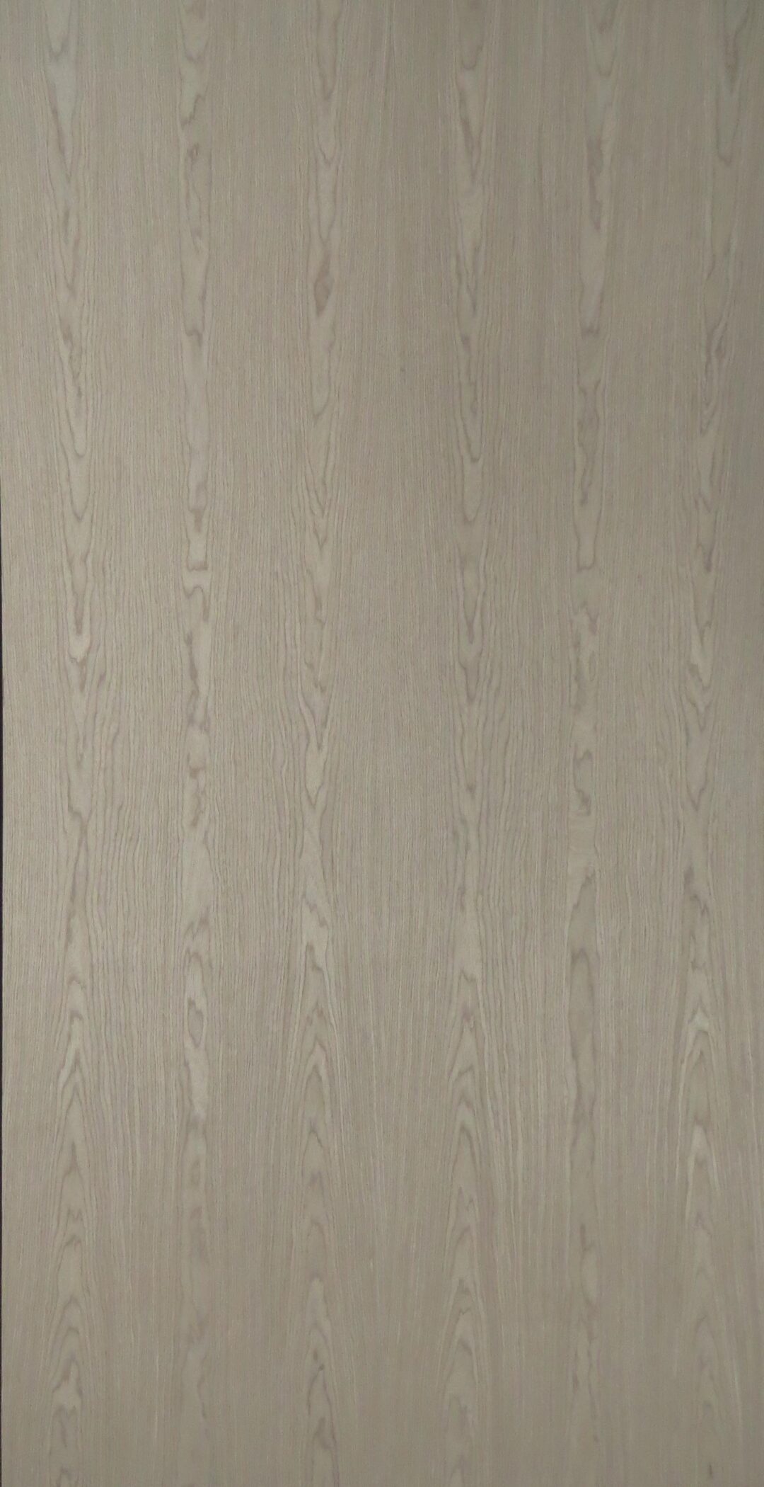 ta221 天人菊：圖片 2