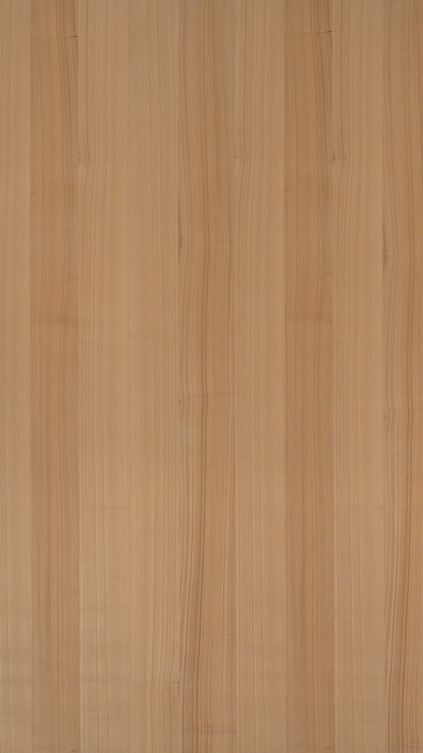 6002 栓木直紋:圖片 2